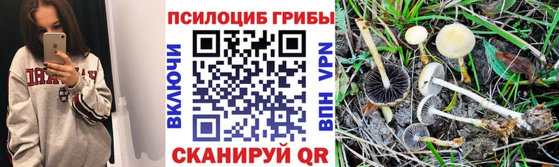 мега tor  Облучье  Галлюциногенные грибы GOLDEN TEACHER 